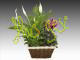Centro plantas 4