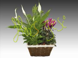 Centro plantas 4