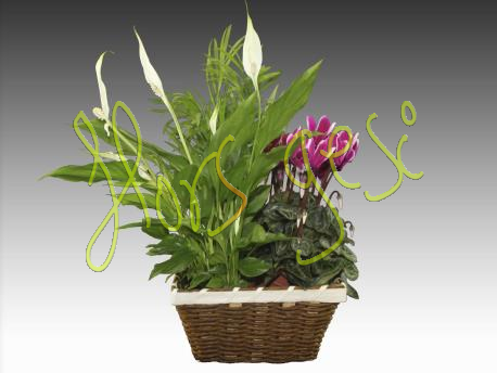 Centro plantas 4
