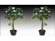 Camelia flor blanca h100