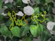 Camelia flor blanca h100