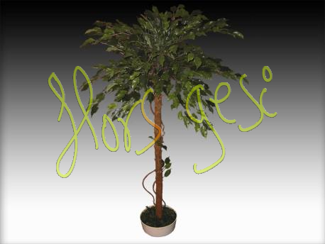 Ficus elastica h120