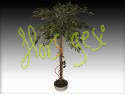 Ficus elastica h120