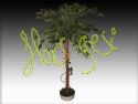 Ficus elastica bola h120