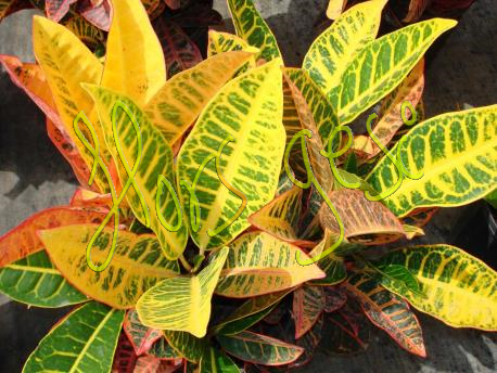 Croton norma petra