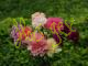 Clavel