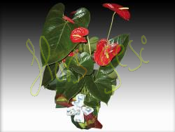 Anthurium m.17