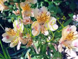 Alstroemeria