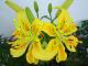 Lilium groc