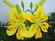 Lilium amarillo