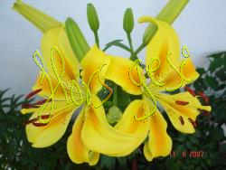 Lilium amarillo
