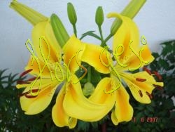 Lilium groc