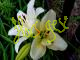 Lilium Blanco