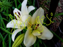 Lilium Blanco