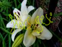 Lilium Blanco