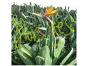 Hoja Strelitzia