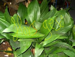 Hoja aspidistra