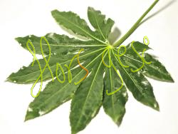 Hoja aralia