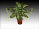 Dieffenbachia tropic m.17