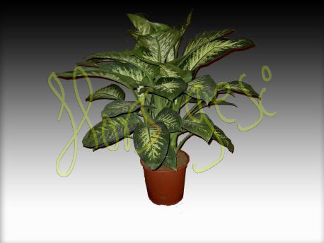 Dieffenbachia tropic m.17