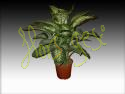 Dieffenbachia tropic m.17