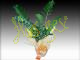 Zamioculcas m.17