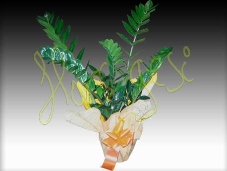 Zamioculcas m.17