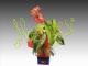 Anthurium m.14 con macetero