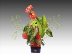 Anthurium m.14 con macetero