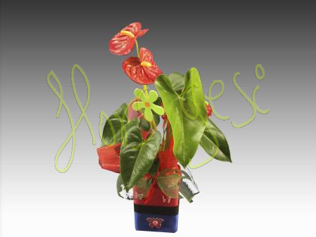 Anthurium m.14 con macetero