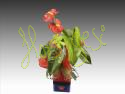 Anthurium m.14 con macetero