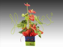 Anthurium amb maceter