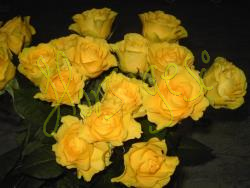 Rosa Amarilla